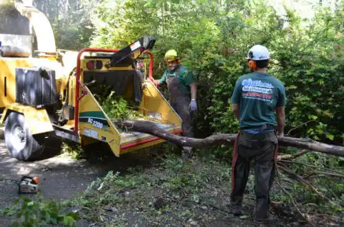 tree services Castro Valley